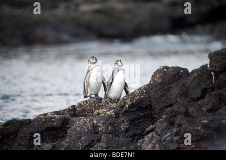 Zwei Galapagos Pinguine auf Felsen, Galapagos-Inseln, Pazifik. Stockfoto