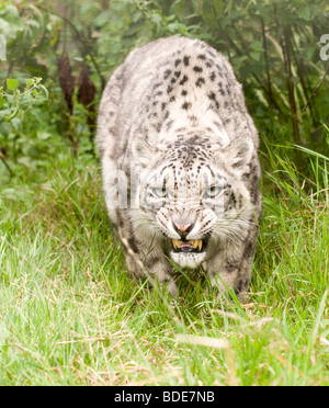 Snow Leopard in Gefangenschaft bei den Santago seltenen Leoparden Zucht-Zentrum in England. Stockfoto