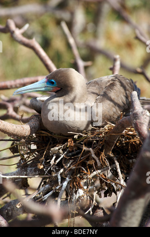 Erwachsenen Red footed Booby Vogel sitzt auf Nest im Baum, Genovesa, Galapagos-Inseln, Pazifik. Stockfoto