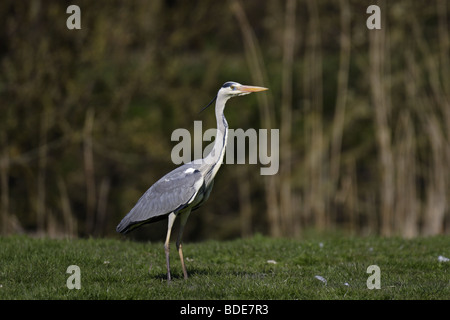 Graureiher (Ardea Cinerea) graue Reiher Stockfoto