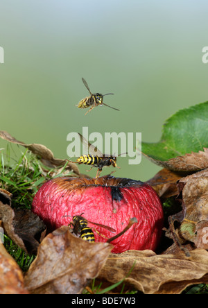 Mittlere Wespen Dolichovespula Media und gemeinsame Wespen Vespula Vulgaris Fütterung auf gefallenen Apfel Stockfoto