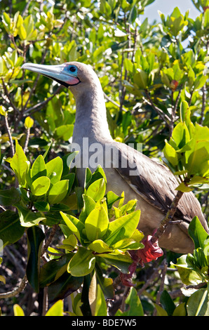 Red Footed Booby Vogel im Baum, Genovesa Island, Galapagos, Pacific. Stockfoto