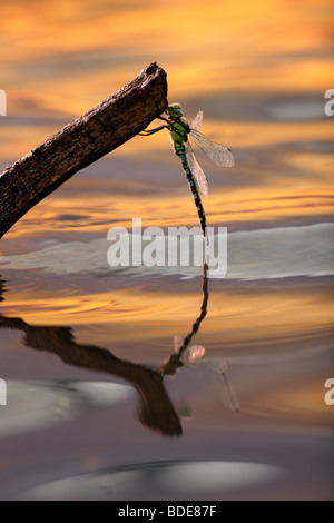 Kaiser Libelle Anax Imperator im Morgenlicht Stockfoto