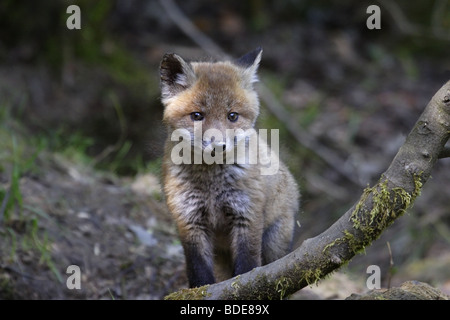 Europäischer Rotfuchs (Vulpes Vulpes) Rotfuchs Stockfoto