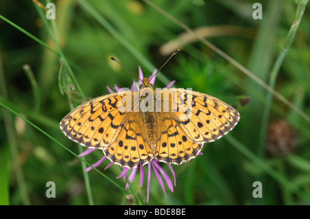 Geringerem marmorierte Fritillary Brenthis Ino ruht auf einer Blume Stockfoto