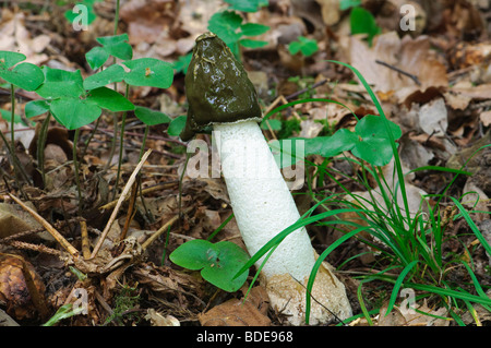 Gemeinsamen Stinkmorchel Phallus impudicus Stockfoto