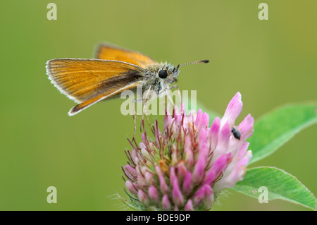 Essex Skipper Thymelicus kleine Fütterung auf eine Blume Stockfoto