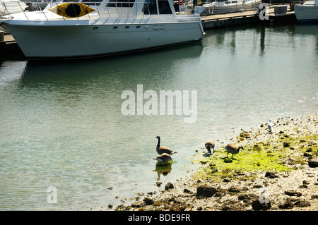 Gänse im Stanley Park in Vancouver British Columbia, Kanada Stockfoto