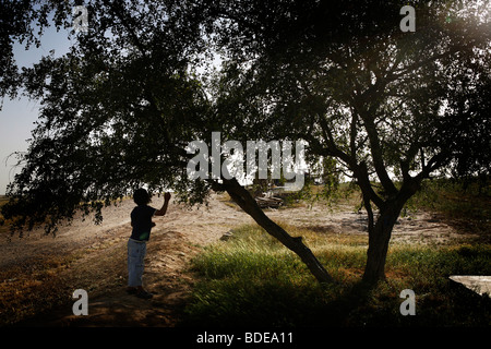 Ein Kind nimmt kleine Äpfel von einem Baum im Dorf El Araqeeb, Israel Stockfoto