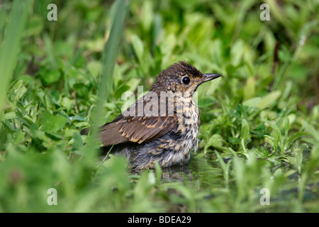 Singdrossel Turdus Philomelos trinken am Teich Stockfoto