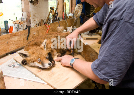 Präparatoren Workshop mit verschiedenen Tier-Halterungen Stockfoto