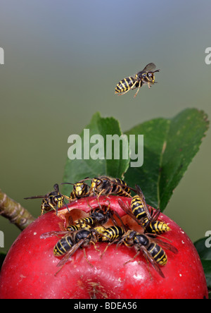 Mittlere Wespen Dolichovespula Media und gemeinsame Wespen Vespula Vulgaris Fütterung auf gefallenen Apfel Stockfoto