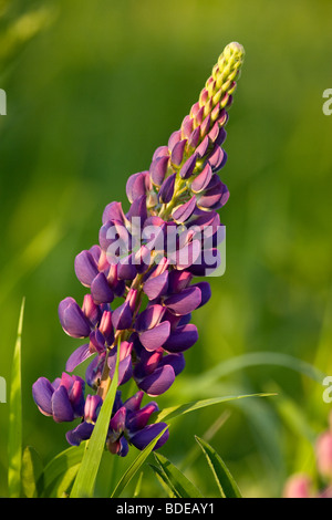 Lupinus Polyphyllus (großer-blättrig Lupine, Big-leaved Lupine, oder, vor allem im Anbau, Garten-Lupine) ist eine Art von Lupine. Stockfoto