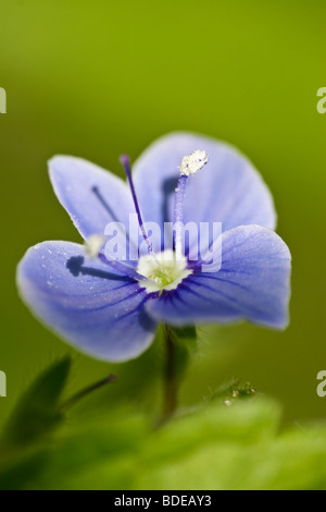 Die blaue Blume wächst auf einem grünen Hintergrund Stockfoto