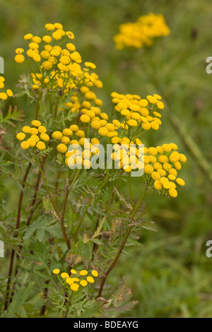 Rainfarn ist auch bekannt als Common Tansy, bittere Buttons, Kuh Bitter, Beifuß oder goldenen Knöpfen. Stockfoto