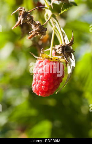 Rubus idaeus Stockfoto