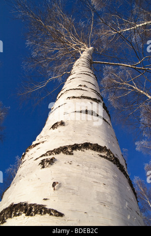 Betula-Pendel Stockfoto