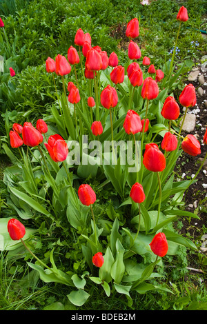 Beautiful red tulips have blossomed in a garden. Stockfoto