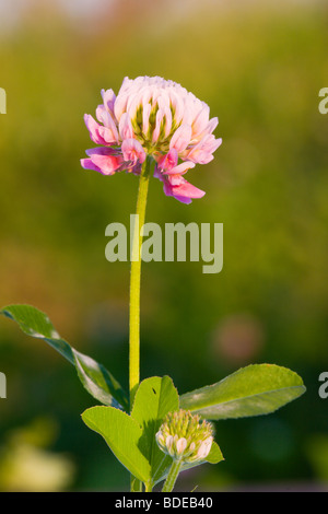 Trifolium pratense Stockfoto
