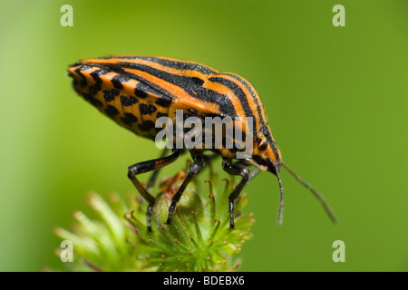 Der schöne gestreifte Bug sitzt auf einer Pflanze. Eine Nahaufnahme. Stockfoto