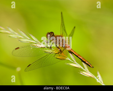 Die schöne Libelle sitzt auf einer Pflanze. Eine Nahaufnahme. Stockfoto