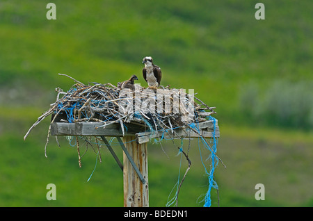 Eine Mutter Osprey mit einem Küken Stockfoto