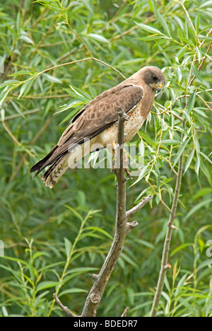 Swainson der Falke (Buteo Swainsoni) Narrowleaf Pappel Baum, Aurora, Colorado USA Stockfoto