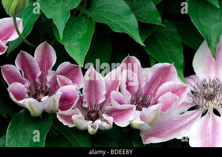 Das neu eröffnete Blumen Blüte Blüte Blume der Clematis pink Fantasy rosa weißen Streifen Streifen gestreift Stockfoto