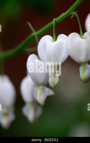 Lamprocapnos weißes Tränendes Herz Dicentra Spectabilis Alba Blüte Schatten Wald Herz Form geformte Blumen Frühlingsblume Stockfoto