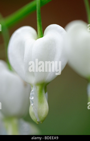 Lamprocapnos weißes Tränendes Herz Dicentra Spectabilis Alba Blüte Schatten Wald Herz Form geformte Blumen Frühlingsblume Stockfoto