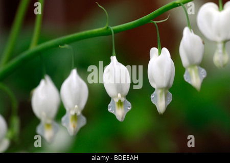 Lamprocapnos weißes Tränendes Herz Dicentra Spectabilis Alba Blüte Schatten Wald Herz Form geformte Blumen Frühlingsblume Stockfoto