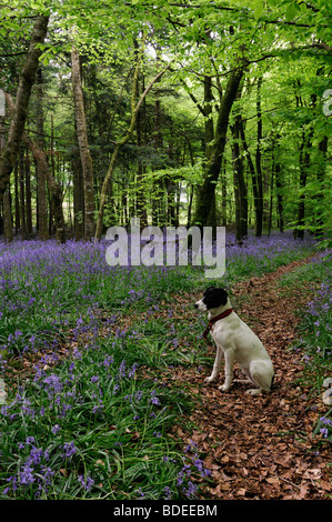 Weißer Hund, sitzend auf einem Trail-Pfad bedeckt mit braunen Blätter Teppich aus Glockenblumen in Jenkinstown Wood County Kilkenny Irland Stockfoto