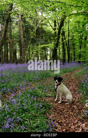 Weißer Hund, sitzend auf einem Trail-Pfad bedeckt mit braunen Blätter Teppich aus Glockenblumen in Jenkinstown Wood County Kilkenny Irland Stockfoto