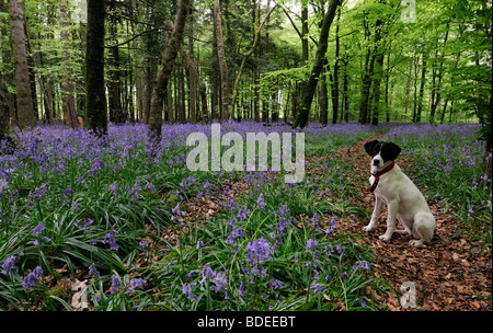 Weißer Hund, sitzend auf einem Trail-Pfad bedeckt mit braunen Blätter Teppich aus Glockenblumen in Jenkinstown Wood County Kilkenny Irland Stockfoto