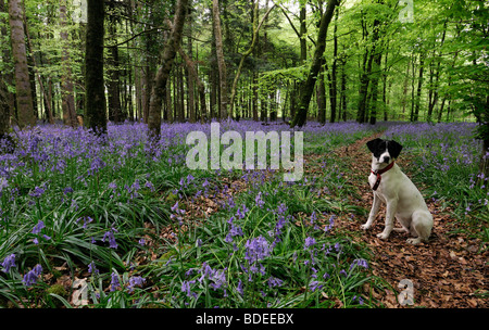 Weißer Hund, sitzend auf einem Pfad Weg bedeckt mit braunen Blättern in einem Teppich aus Glockenblumen in Jenkinstown Wood County Kilkenny Irland Stockfoto