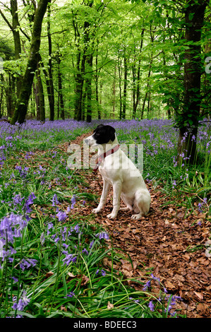 Weißer Hund, sitzend auf einem Trail-Pfad bedeckt in braune Blätter Teppich aus Glockenblumen in Jenkinstown Wood County Kilkenny Irland Stockfoto