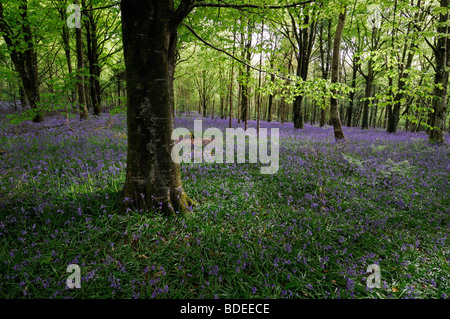 Teppich aus Glockenblumen in Jenkinstown Wood County Kilkenny Irland Stockfoto