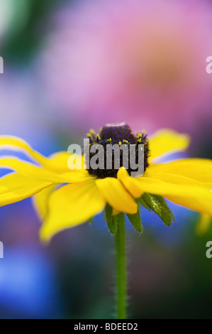 Rudbeckia Fulgida Goldsturm Blume vor blauem Hintergrund in einem Garten Stockfoto
