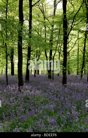 Teppich aus Glockenblumen in Jenkinstown Wood County Kilkenny Irland Stockfoto