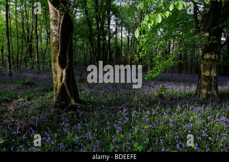 Teppich aus Glockenblumen in Jenkinstown Wood County Kilkenny Irland Stockfoto