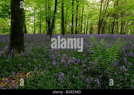 Teppich aus Glockenblumen in Jenkinstown Wood County Kilkenny Irland Stockfoto