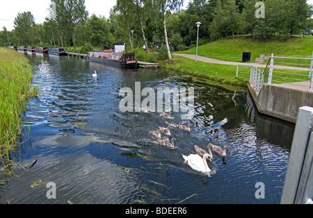 Eine Schwan Familie mit acht Signets schwimmt entlang der Forth und Clyde Canal bei Falkirk Wheel Zugangsbrücke mit festgemachten Hausboote Stockfoto