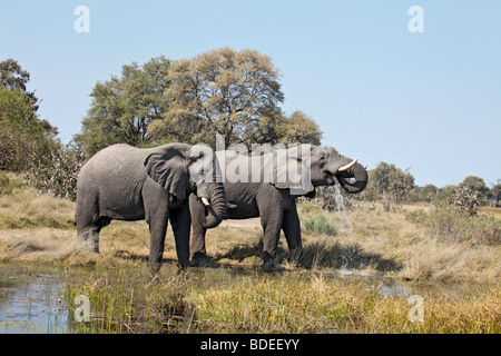 Zwei Erwachsene männliche afrikanische Elefanten in einem Kanal des Okavango-Deltas in Moremi Game Reserve im Norden Botswanas trinken Stockfoto