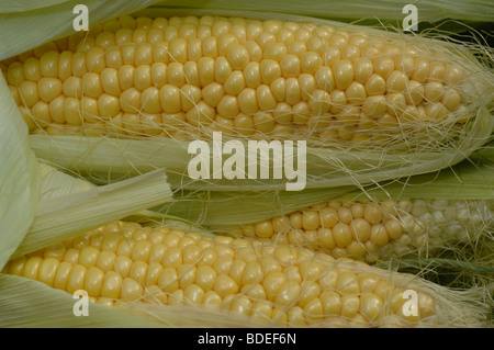 Maiskolben geschnitten frisch Stockfoto