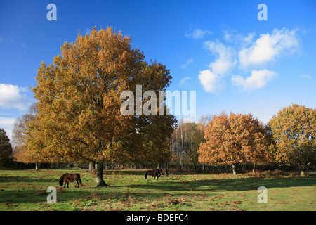 Eiche Exmoor Ponys Herbst Knettishall Heide Land Park Suffolk County England Großbritannien Stockfoto