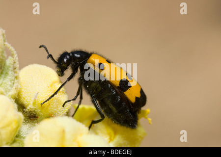 Öl oder Blister Beetle auf große Königskerze in Peloponnes Griechenland Stockfoto