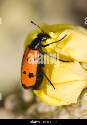 Orangenöl oder Blister Beetle auf große Königskerze auf dem Peloponnes Griechenland Stockfoto