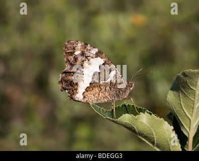 Falsche Äsche Schmetterling, Arethusana arethusa Stockfoto