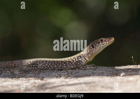 Griechische Rock Lizard oder Lacerta graeca Stockfoto