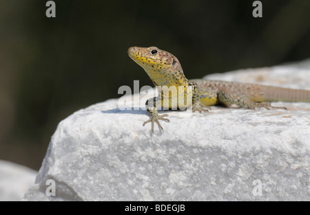 Griechische Rock Eidechse, Lacerta graeca Stockfoto